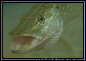 Yawning Pike Fish... during is digestion phase. Que du bo... by Michel Lonfat 